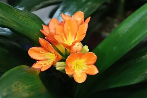 Hoja de cinturón - Clivia - Clivia miniata