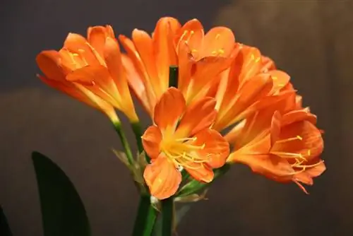 Clivia sorg - Verpotting en voortplanting van Clivie - Is dit giftig?