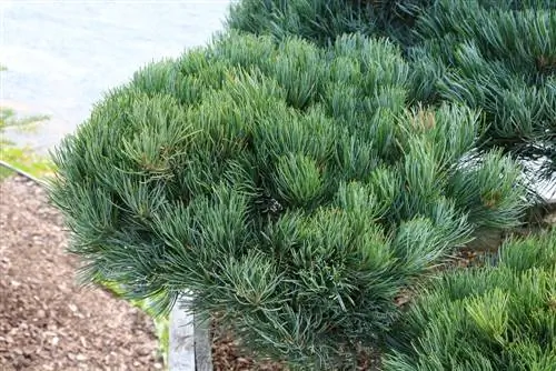 Pinus parviflora, deviški bor