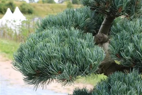 Mavi Qız Şamı: Qulluq və Kəsmə - Bonsai kimi münasibət