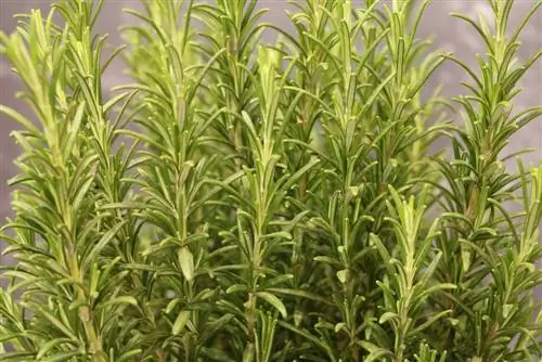 Mga damo ng salad - rosemary - Rosmarinus officinalis