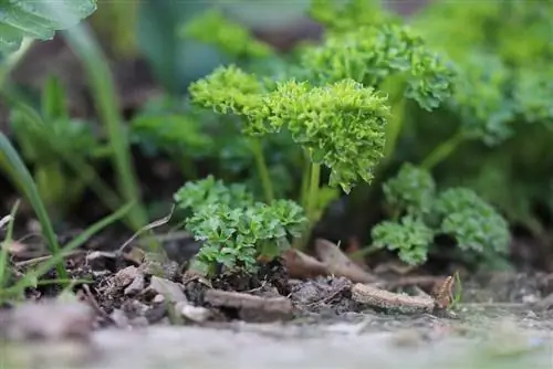 Mga damo ng salad - perehil - Petroselinum crispu