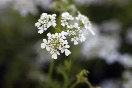 Kirsikka - Puutarhakirsikka - Anthriscus cerefolium