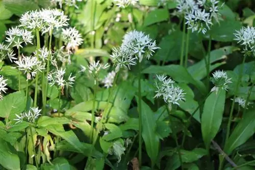 Saladekruiden - wilde knoflook