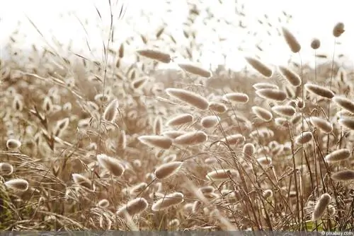 Hare's tail gräs - Lagurus ovatus - sammetsgräs