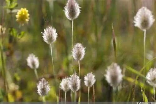 Hare's tail gräs - Lagurus ovatus - sammetsgräs