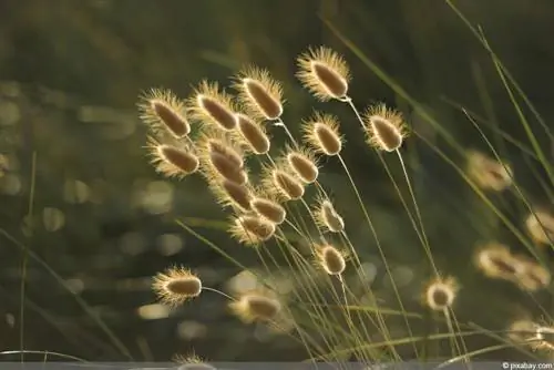 Hare's tail gräs - Lagurus ovatus - sammetsgräs