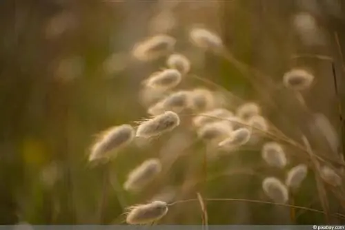 Hare's tail gräs, Lagurus ovatus: skötsel från A-Ö - Är den perenn?