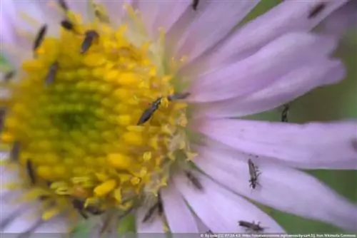 Thrips - Thysanoptera - Saçaklı kanatlı kanatlı böcekler