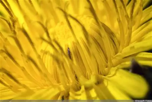 Bojujte s thrips - 8 domácich prostriedkov, ako sa zbaviť strapiek