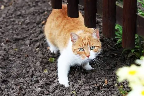 Katt mot rotter i hagen