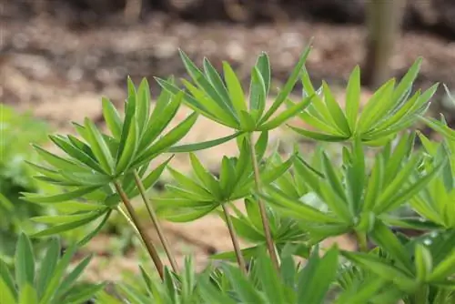 Lupin - Lupinus