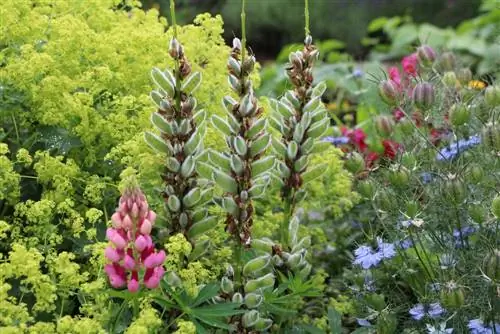 Lupiner i hagen: såing, blomstringstid og stell fra A-Å - Lupinus