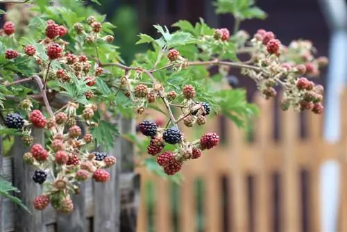 blackberry rubus sectio rubus 3107