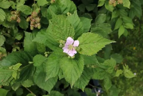 Robida - Rubus sectio rubus