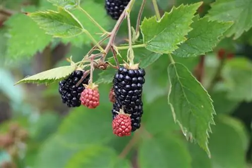 Böğürtlen - Rubus sectio rubus