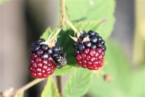 Planting av bjørnebær: instruksjoner - Når er fruktene modne?