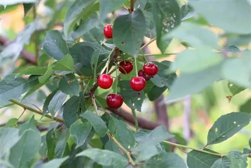 Cherry tree - maasim na cherry