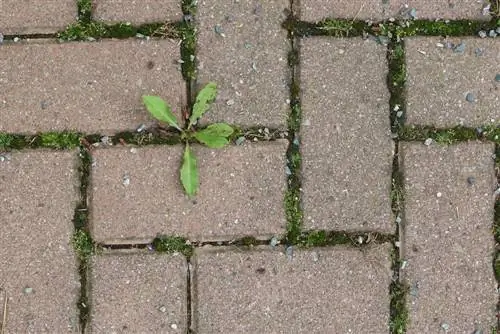 Hydrochloric acid against weeds, bamboo and ivy - Are acids allowed?