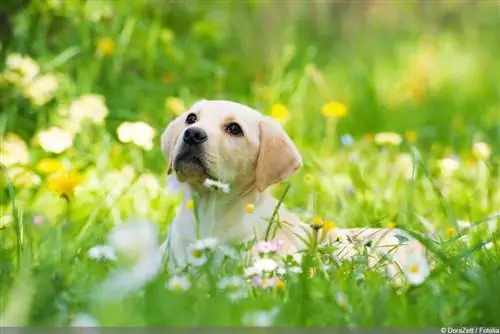 Dog plays on the meadow