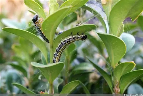 Boxwood borer