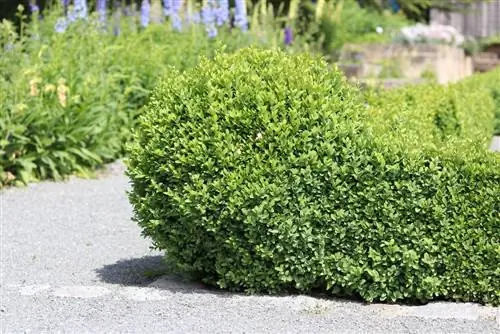 Şimşək ağacı - Buxus