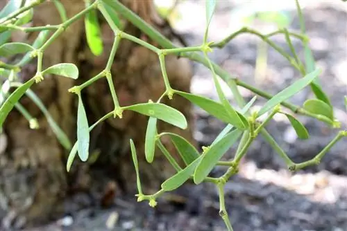 white-berry mistletoe - hardwood mistletoe - Viscum album