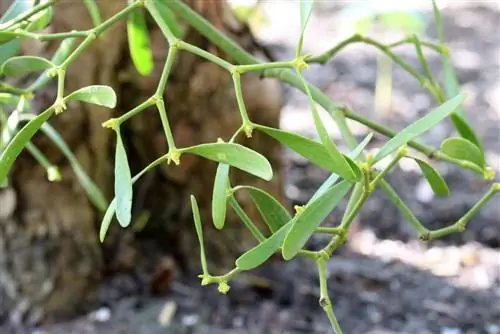 white-berry mistletoe - hardwood mistletoe - Viscum albamu