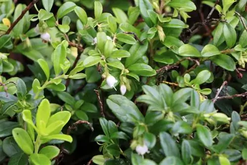 Kızılcık - Vaccinium vitis idaea