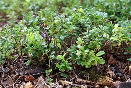 Brusnica - Vaccinium vitis idaea