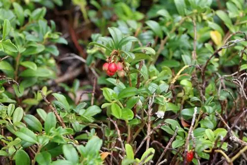 Veenbessen kweken: planten planten - Locatie & Zorg