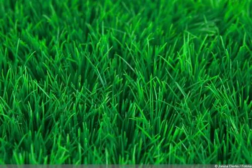 Artificial turf - nyom ntaub pua plag