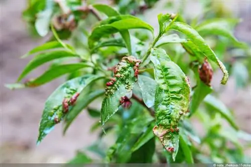 بیماری احمق یا بیماری جیب - 10 نکته برای مبارزه با موفقیت با آن