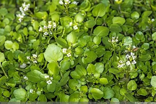 Су кресі - Nasturtium officinale