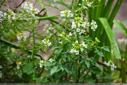 גרגיר הנחלים - Nasturtium officinale