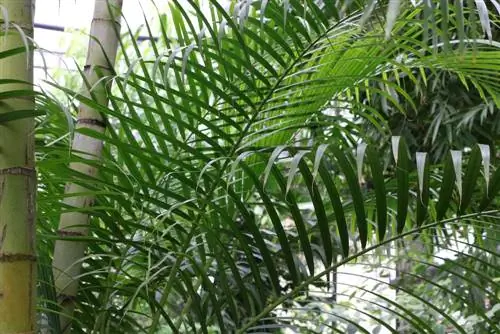 Cây cọ quả vàng: Chrysalidocarpus lutescens có độc với mèo không?