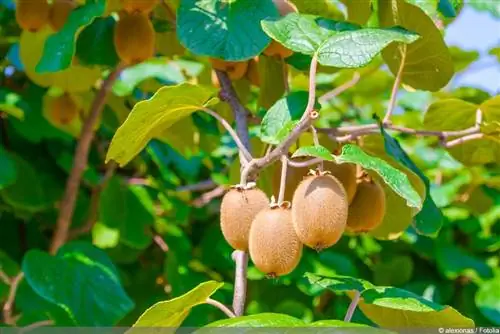 Kiwi - Actinidia deliciosa