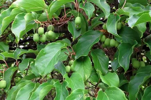 Sjukdomar och skadedjur på kiwin från A-Z - Kiwi växt