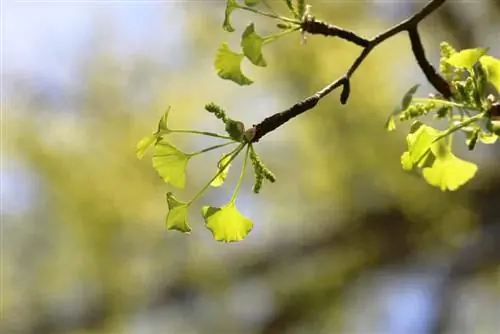 Ginkgo Biloba - Ginkgoträd