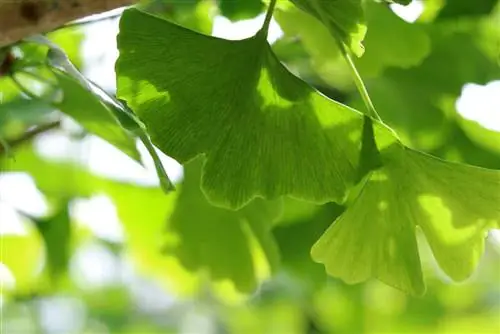 Ginkgo Biloba - Ginkgo mti