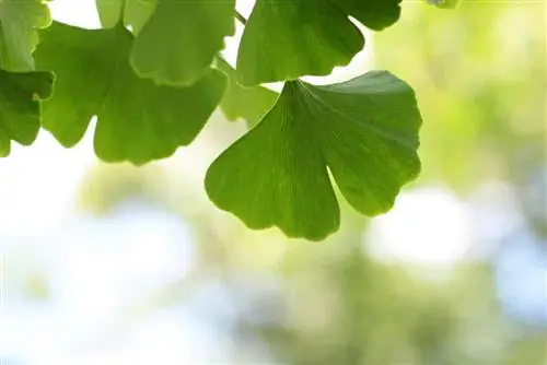 Skæring af ginkgo-træet: sådan former du ginkgoen - Omsorg