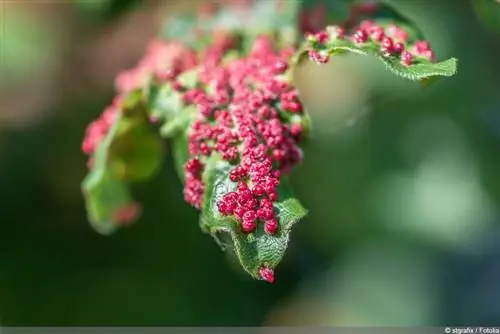 کنه گال روی برگ افرا