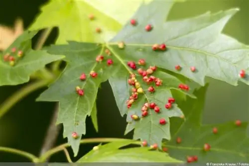 Bekämpa gallkvalster: 6 naturliga sprayer