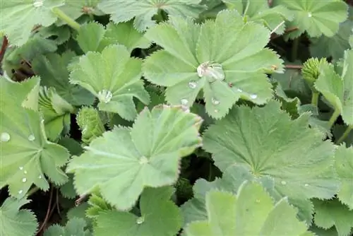 የ Lady Mantle - Alchemilla - Silverwort