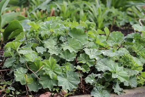 Xonimning mantiyasi - Alchemilla