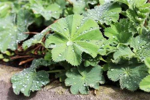 Collect lady's mantle: make lady's mantle tea yourself - Instructions