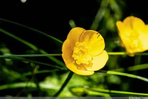 Krypende ranunkler på plenen: hvordan bekjempe dem effektivt