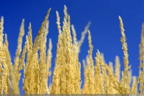 የሚጋልብ ሣር 'ካርል Foerster' - Calamagrostis aucitflora