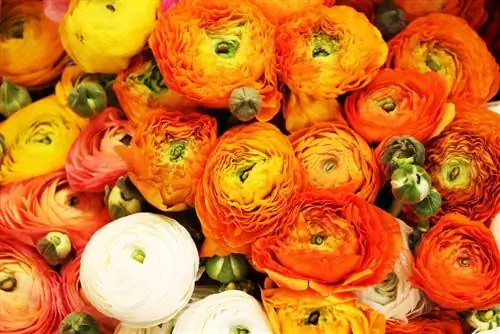 Ranunculus - รานูคูลัสเอเชียติคัส