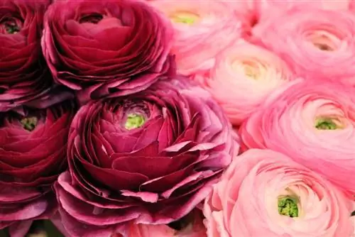 Ranunculus - รานูคูลัสเอเชียติคัส